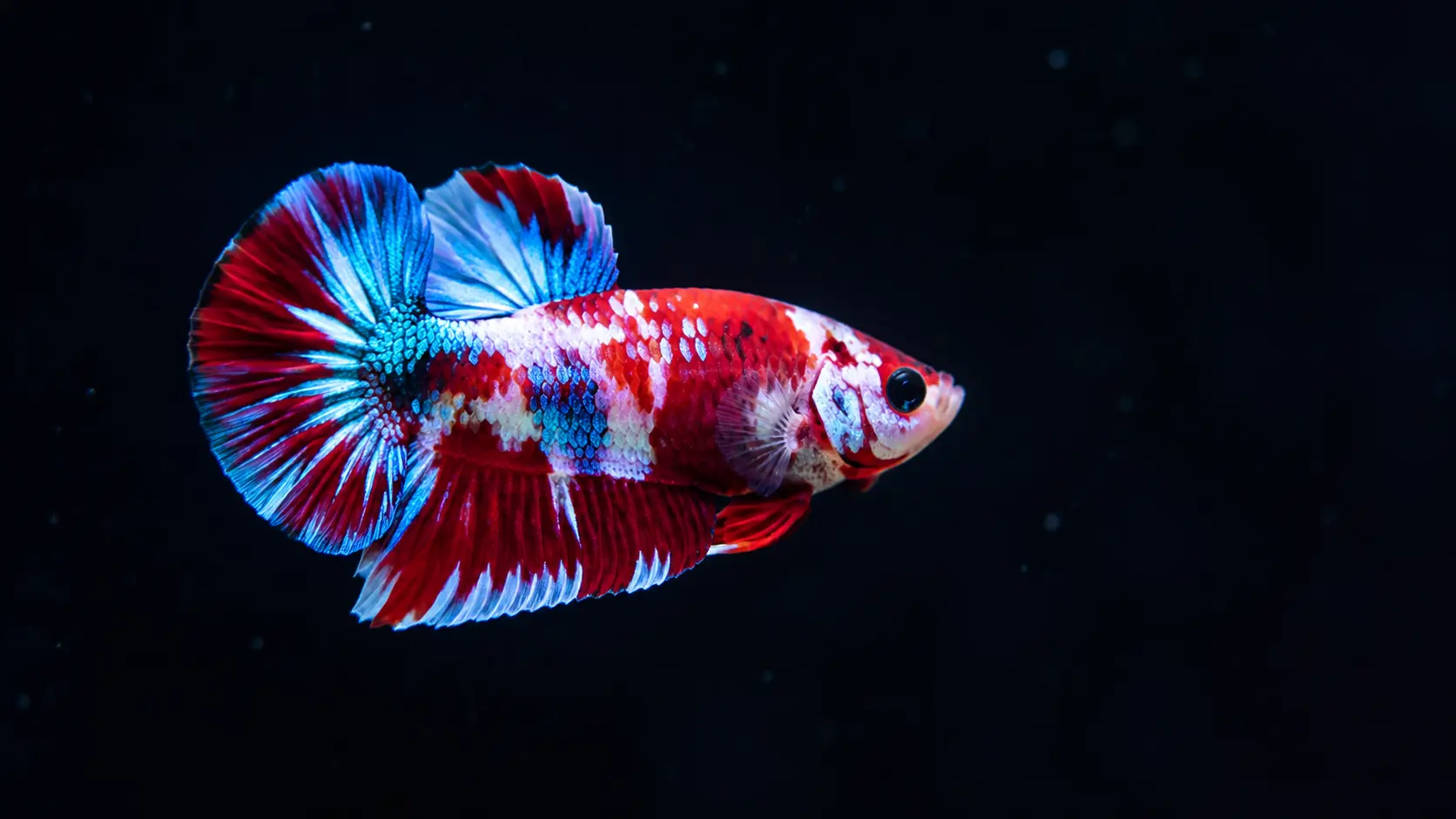 Pește Betta Galaxy Koi HMPK